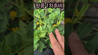 땅콩 추비 시기(6/<b class="sch_word">2</b>3) #땅콩 #땅콩파종 #땅콩모종 #도시농부tv #도시텃밭 #텃밭작물 #주말농장