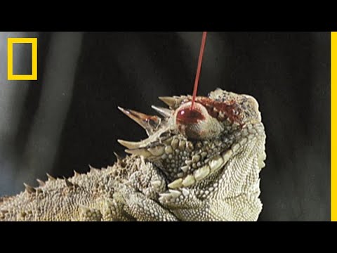 The Horned Toad's 3 Foolproof Methods for Protecting Itself from Predators
