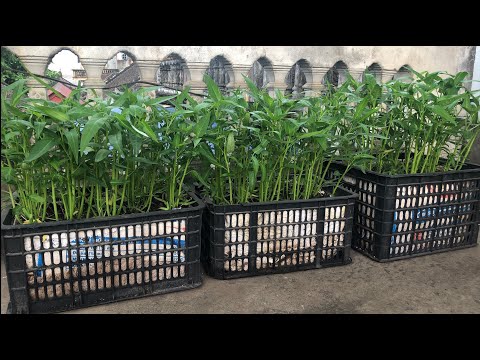 Grow water spinach on the terrace, no need for a garden