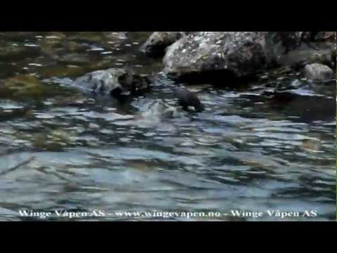 Fossekall - National Bird in Norway.