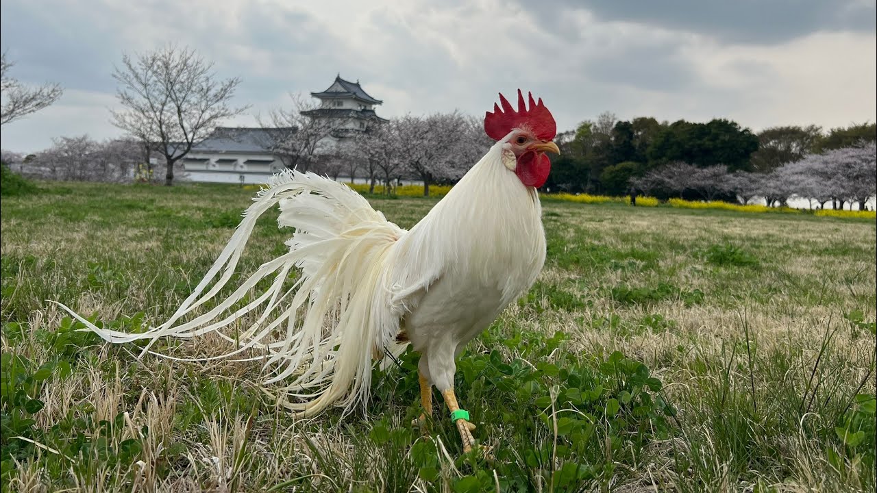 尾長鶏白色種　