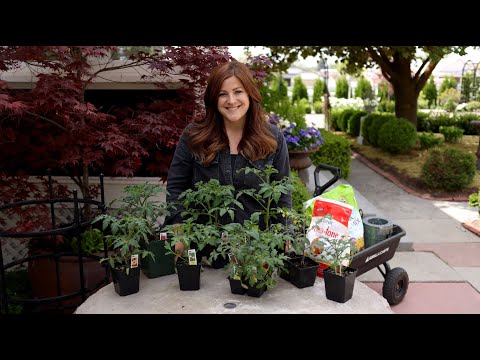 , title : 'Tomato Growing Basics & Planting Tips! 🍅👩‍🌾// Garden Answer