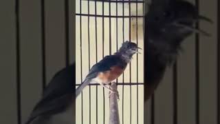 Download lagu KRETEKAN MURAI BATU TROTOL mp3 Download lagu KRETEKAN MURAI BATU TROTOL mp3