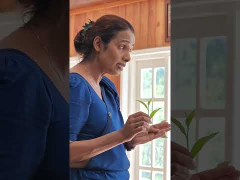 DICE 2026 | Kala Setu – Sri Lanka Cultural Exchange | Video 17