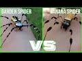 Banana Spider Vs Garden Spider How To Spot The Difference