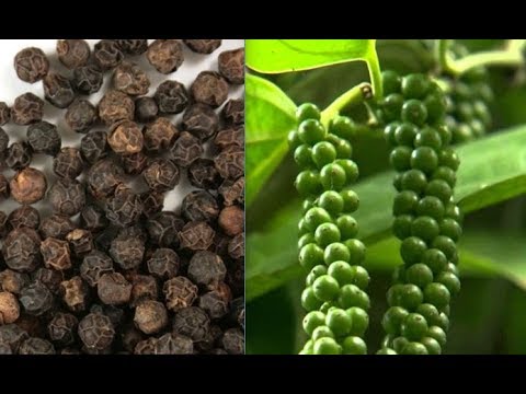 Black pepper - Piper nigrum - Peppercorn