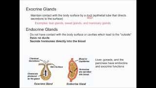 Endocrine Vs Exocrine Glands