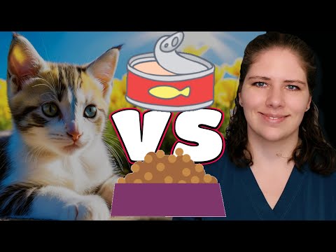 Is Canned Better than Kibble for Cats? | A Veterinarian Explains (Pet Nutrition Part V)