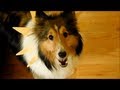 Funniest Cinderella Movie Part 1 Dogs Trailers 2012 Love Scene Comedy Funny Pranks Funny Dogs