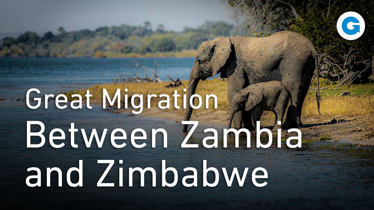 Swimming with Giants: Elephant Migration at Victoria Falls | Full Wildlife Documentary