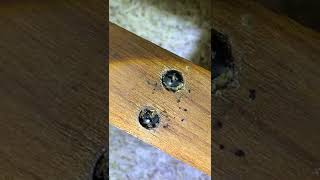 Download lagu Signs of Bed Bugs! mp3