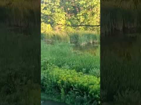 ganda ng kalikasan hamilton Canada forest park#outside adventure