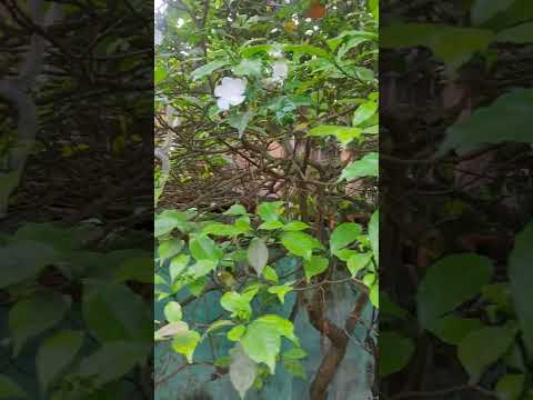 The beautiful flower.