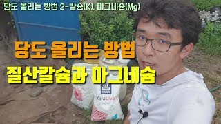 과일 후반기 당도올리는 방법-칼슘(K)과 마그네슘(Mg) 질산칼슘과 황산고토가 도움이 됩니다.