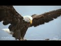 Finding Nemo Animal Style Part 18 The Good News