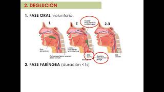 Masticación, deglución y motilidad y secreción - Digestivo, Renal y Endócrino