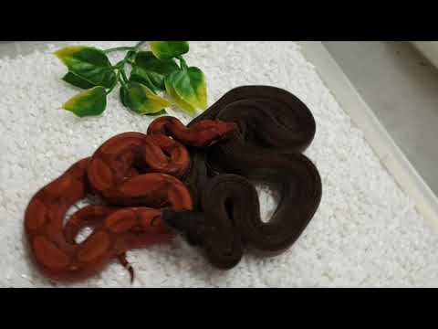 download lagu mp3 mp4 Berry Blood Boa, download lagu Berry Blood Boa gratis, unduh video klip Berry Blood Boa