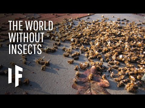 download lagu mp3 mp4 Insects Exist, download mp3 Insects Exist free downloadn, video klip Insects Exist