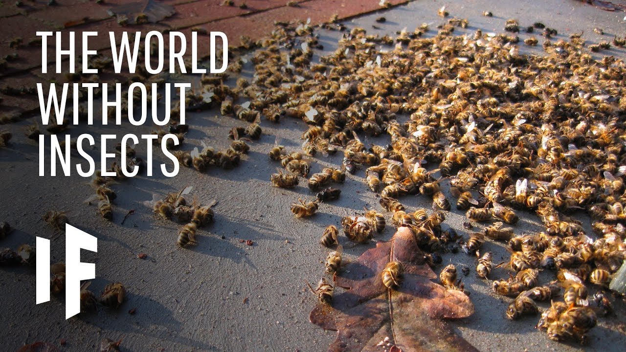 What If Insects Disappeared From The Planet?