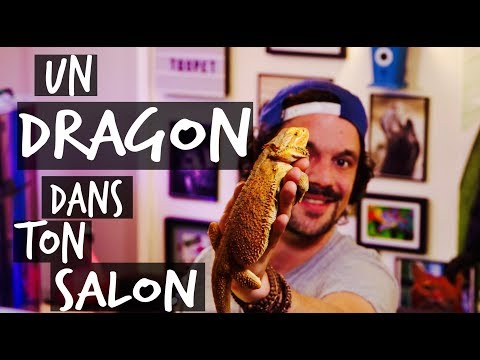 MY FIRST LIZARD - A DRAGON IN YOUR LIVING ROOM!! TOOPET