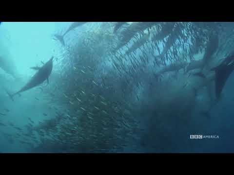 Epic Underwater Feeding Frenzy | Nature's Great Events | BBC America