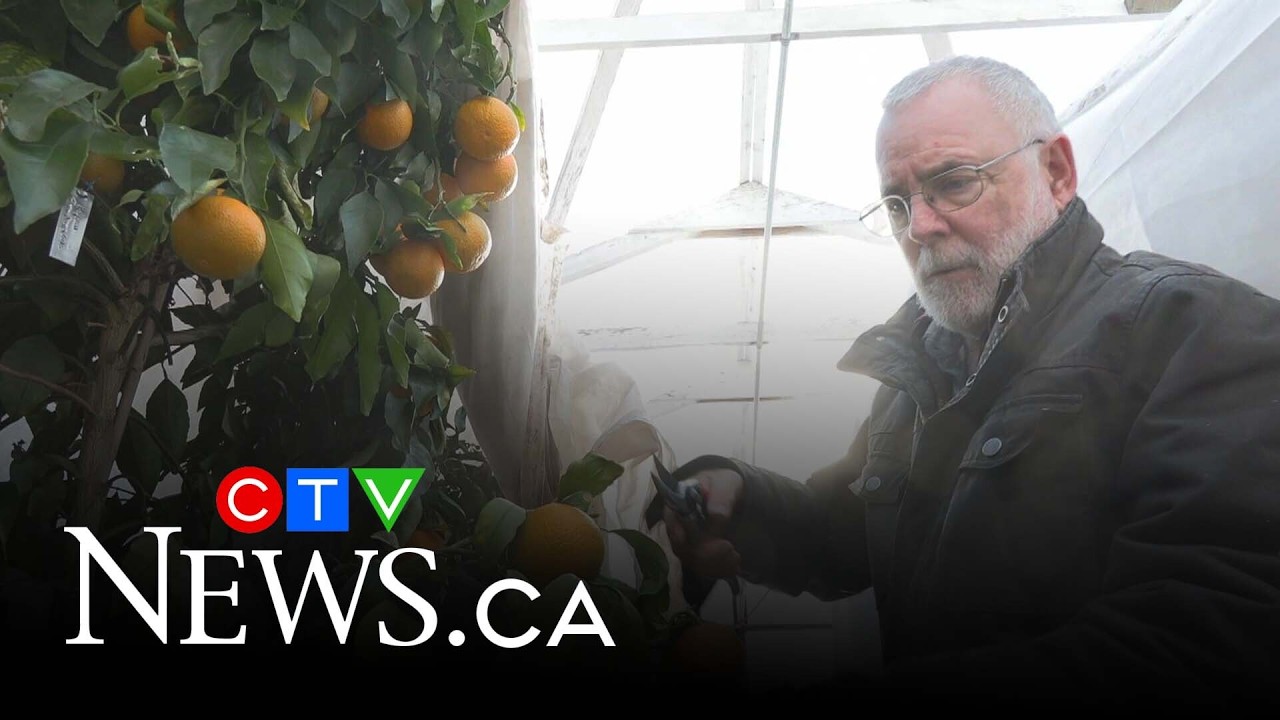 Trump tariffs | How B.C. could ramp up its citrus production