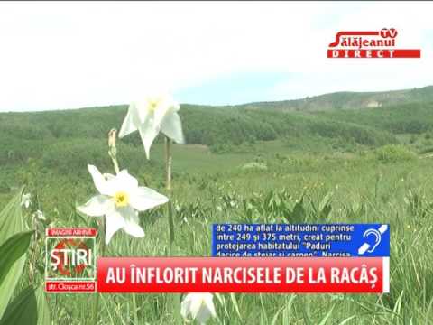 AU INFLORIT NARCISELE DE LA RACAS