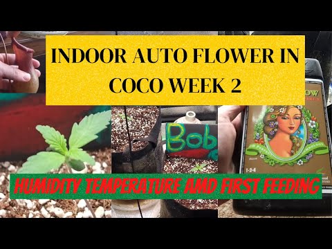 Indoor autoflower grow week 2! Humidity temperature and first feeding for indoor cannabis 💪
