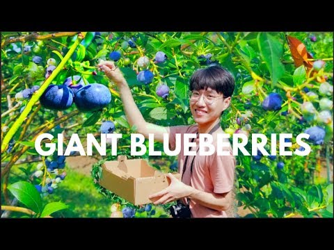 image-What is the inside of a blueberry?