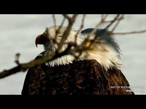 Decorah Eagles North Beautiful close ups 02 13 2022