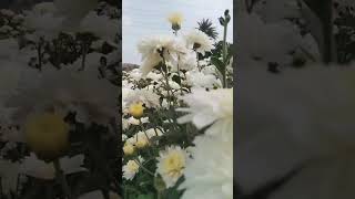 Download lagu #seventi#whitepepper #fllower #ketibadi #farmarlife #apnakhet #trendingshorts #farming #like #kisan mp3 Download lagu #seventi#whitepepper #fllower #ketibadi #farmarlife #apnakhet #trendingshorts #farming #like #kisan mp3