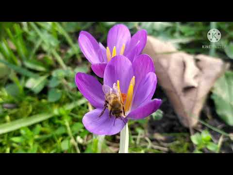 The beauty of Pollination 🐝