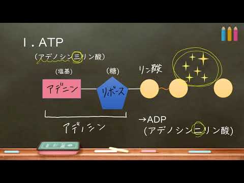 アデノシンについて詳しく解説