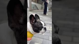 フレブルとママのお見送りに行ったら、状況が理解できず戸惑い隠せないみたいです