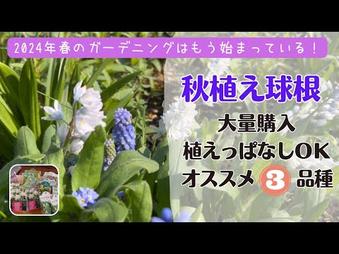 秋のクロッカス 植物