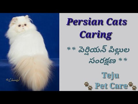 Persian Cat Care : part - 1||Persians fur care ||Separation anxiety syndrome causes in persian cats
