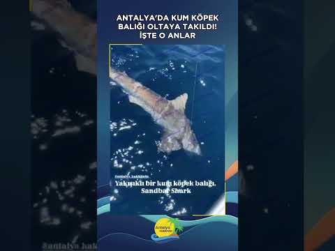 Antalya'da kum köpek balığı oltaya takıldı! İşte o anlar