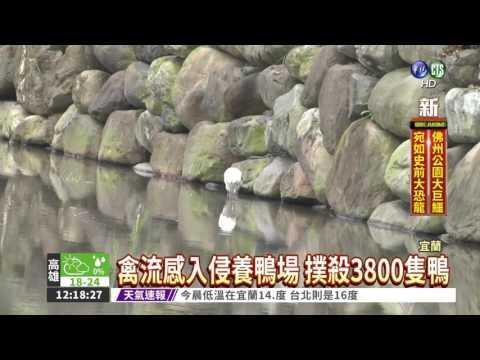 誤食農藥暴斃 白鷺鷥檢出H5N2