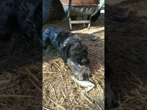 #running #hunter #dog #vlog #av #shorts