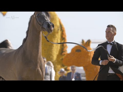 ⚡️ LR SOLO MIO⁣ ⚡️🥈Silver Champion Junior Colt⁣, 2022 MENTON