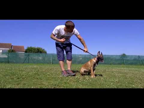 MALINOIS AGRESSIF HUMAINS CONGENERES AVANT-APRÈS  / ÉDUCATION CANINE / L'ACADEMIE DES CHIENS