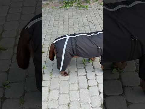 Комбинезон дождевик для собак мелких и средних пород черный на флисе с высоким воротником - фото 1 - id-p2320566547