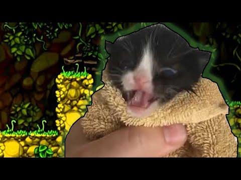 Spelunky Jungle Music Be Like