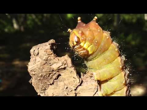 Alien insect - Shkot island