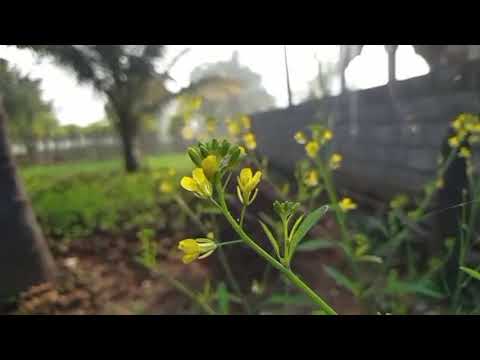 Mustard plant videography. Nature video.
