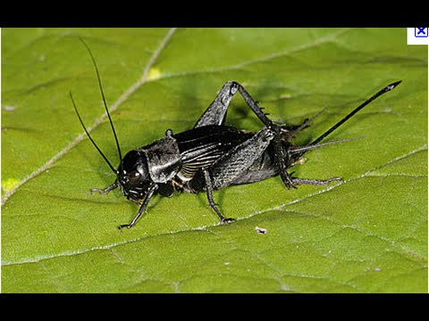 Black Cricket por Davie McPhail