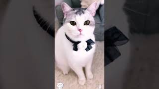 Download lagu VIDEO KUCING 33 #cara #cat #rangkuman mp3 Download lagu VIDEO KUCING 33 #cara #cat #rangkuman mp3