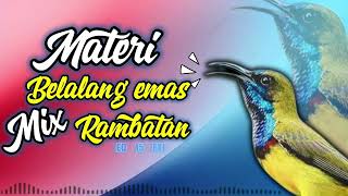 Download lagu MASTERAN SOGON MATERI BELALANG EMAS MIS RAMBATAN #sogon #sogongacor #sogokontonggacor #sogonontong mp3