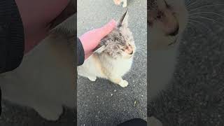 野良猫との戯れ111 #野良猫