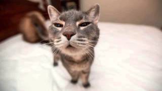 KeKe The Adopted Tabby Cat ft. Lil B